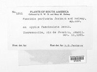 Puccinia perfuncta image